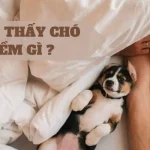 Mơ thấy chó