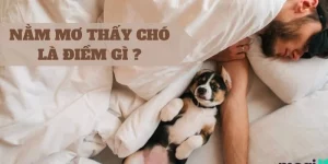 Mơ thấy chó
