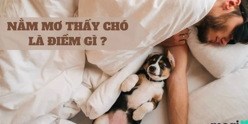 Mơ thấy chó