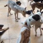 Mơ Thấy Bầy Chó Con