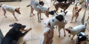 Mơ Thấy Bầy Chó Con