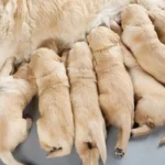 Mơ Thấy Bị Chó Rượt Đuổi