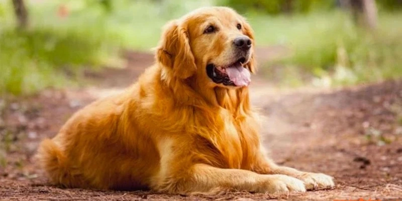 Mơ Thấy Bị Chó Rượt Đuổi