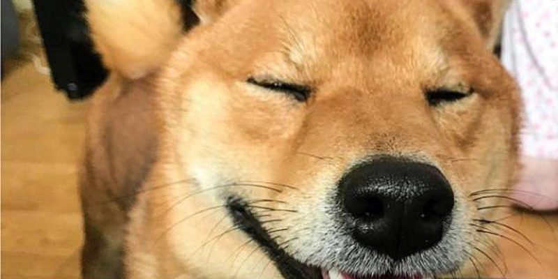 Mơ Thấy Cắt Lông Chó