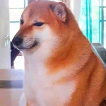 Mơ Thấy Cắt Lông Chó