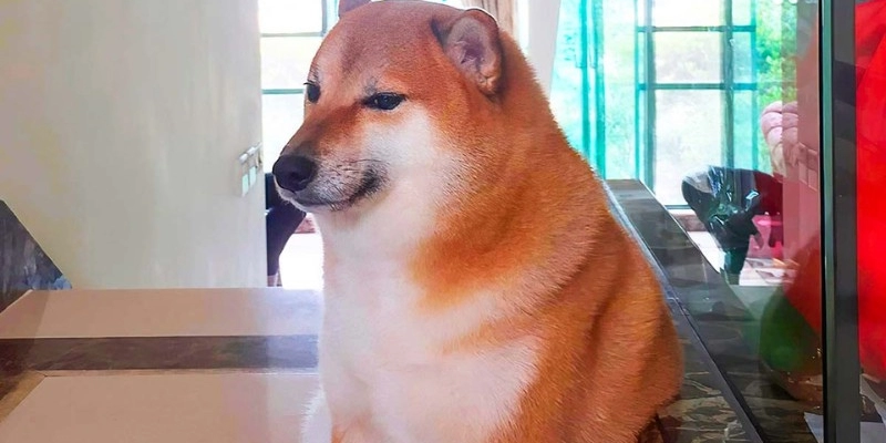 Mơ Thấy Cắt Lông Chó