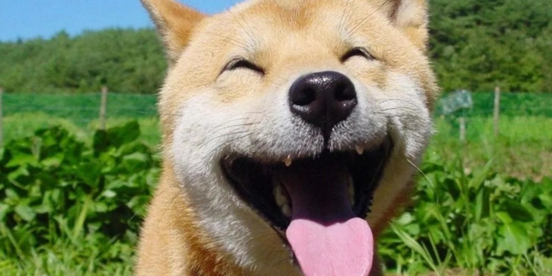 Mơ Thấy Cắt Lông Chó