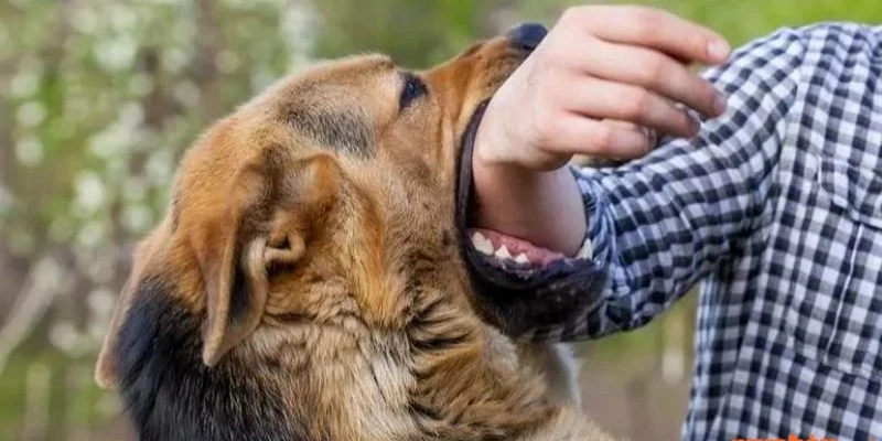 Mơ Thấy Chó Cắn Người Khác