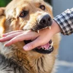 Mơ Thấy Chó Cắn Người Khác