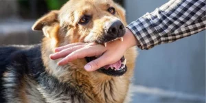 Mơ Thấy Chó Cắn Người Khác