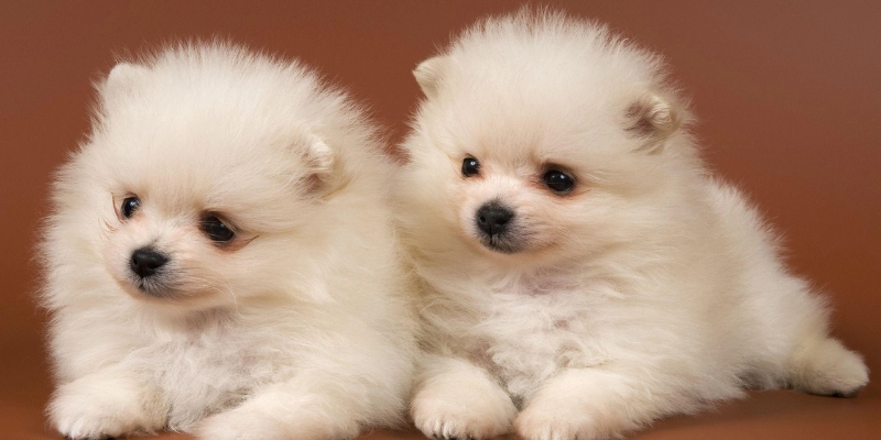 Mơ Thấy Chó Của Người Đã Mất