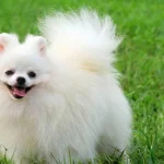 Mơ Thấy Chó Của Người Đã Mất
