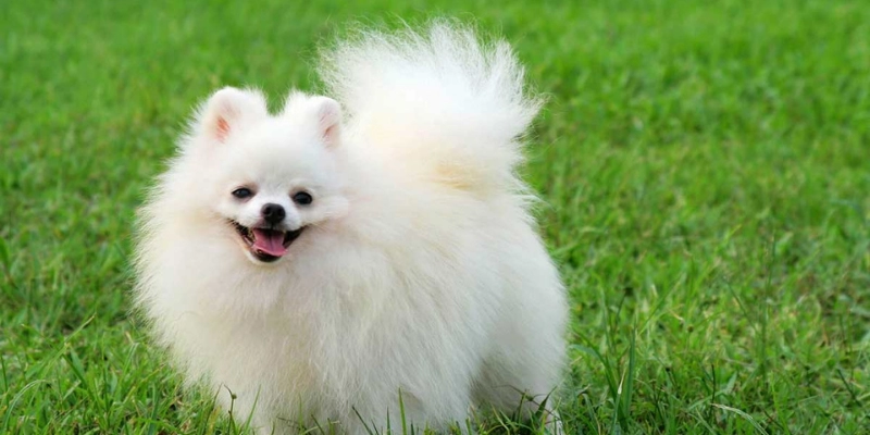 Mơ Thấy Chó Của Người Đã Mất