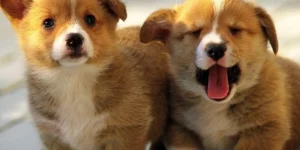 Mơ Thấy Chó Đánh Con Gì