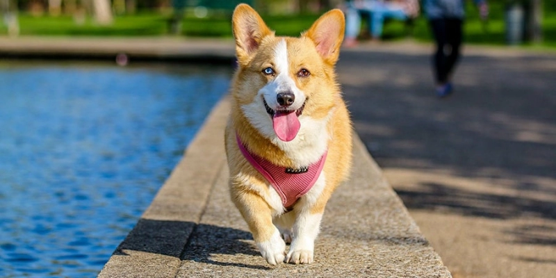 Mơ Thấy Chó Đi Theo Mình