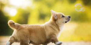 Mơ Thấy Chó Đi Theo Mình