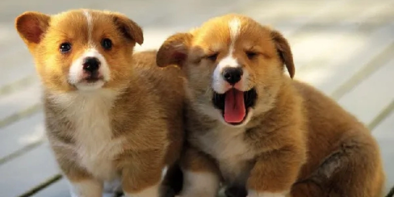 Mơ Thấy Chó Đi Theo Mình