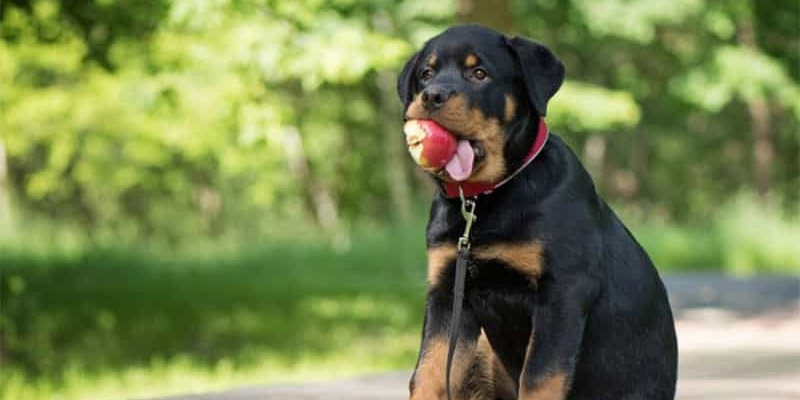 Mơ Thấy Chó Nhảy Lên Người