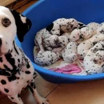 Mơ Thấy Chó Sinh Con