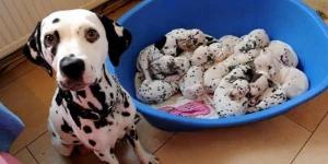 Mơ Thấy Chó Sinh Con