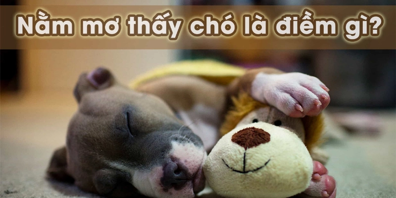 mơ thấy chó sủa có ý nghĩa gì