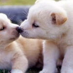 mơ thấy chó sủa có ý nghĩa gì