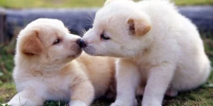 mơ thấy chó sủa có ý nghĩa gì