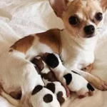 Mơ Thấy Cứu Chó
