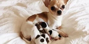 Mơ Thấy Cứu Chó