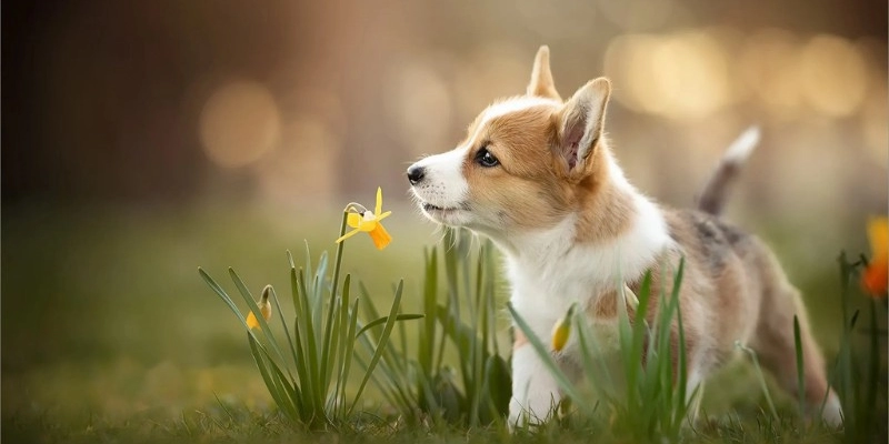 Mơ Thấy Dắt Chó Đi Dạo