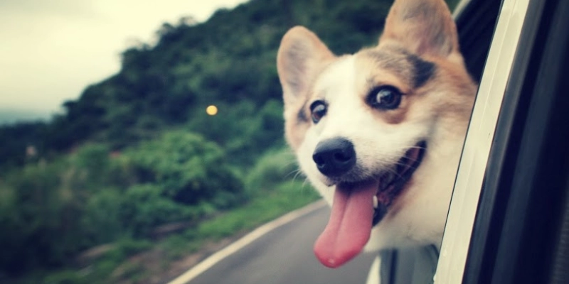 Mơ Thấy Dắt Chó Đi Dạo