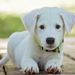 mơ thấy một con chó