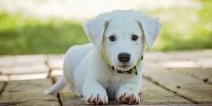 mơ thấy một con chó