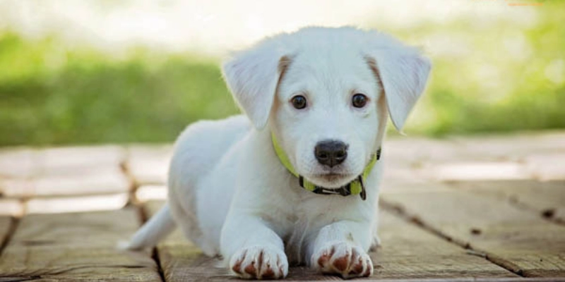 mơ thấy một con chó