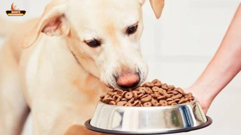 Giải mã mơ thấy chó ăn cơm theo góc nhìn khoa học và tâm lý