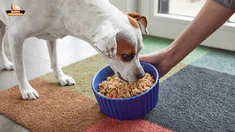 Mơ thấy chó ăn cơm là điềm gì? Giải mã chi tiết từ Dogs