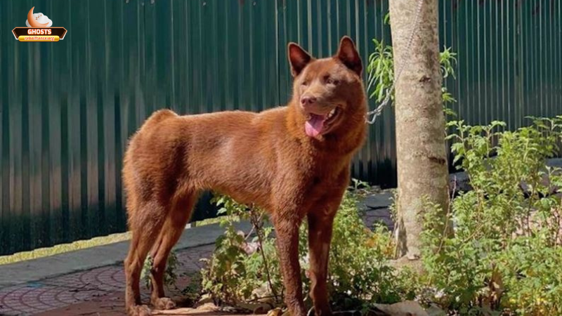Những góc nhìn tâm linh và khoa học về giấc mơ chó biết nói