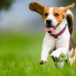 Những cách ứng xử khi mơ thấy chó có cánh
