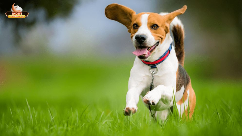 Những cách ứng xử khi mơ thấy chó có cánh