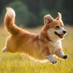 Giải mã ý nghĩa giấc mơ thấy chó có cánh