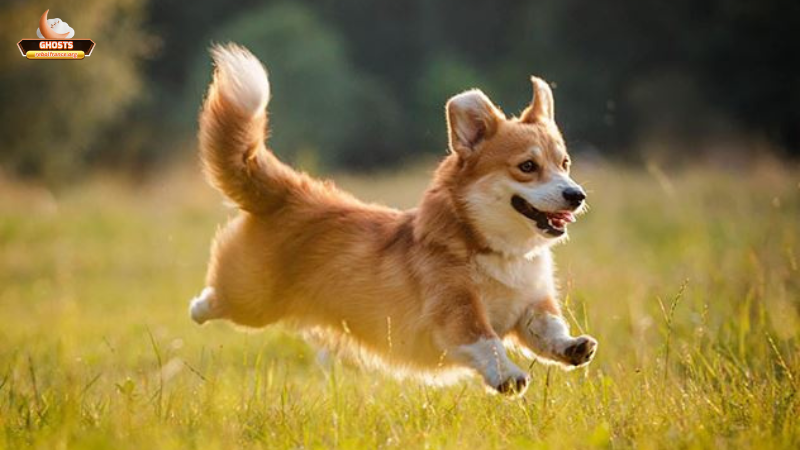 Giải mã ý nghĩa giấc mơ thấy chó có cánh