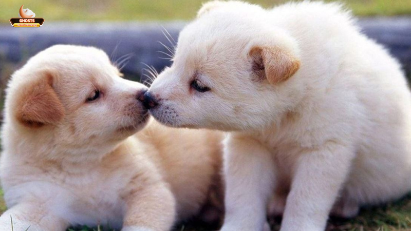 Tại sao lại mơ thấy chó biết nói?