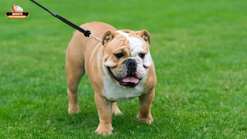 Những hành động nên làm sau khi mơ thấy chó cưỡi trên lưng mình