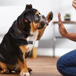 Mơ Thấy Chó Đi Bằng 2 Chân