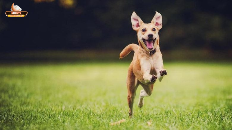 Ý nghĩa của giấc mơ thấy chó đi bằng 2 chân qua các khía cạnh
