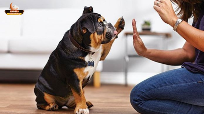 Mơ Thấy Chó Đi Bằng 2 Chân