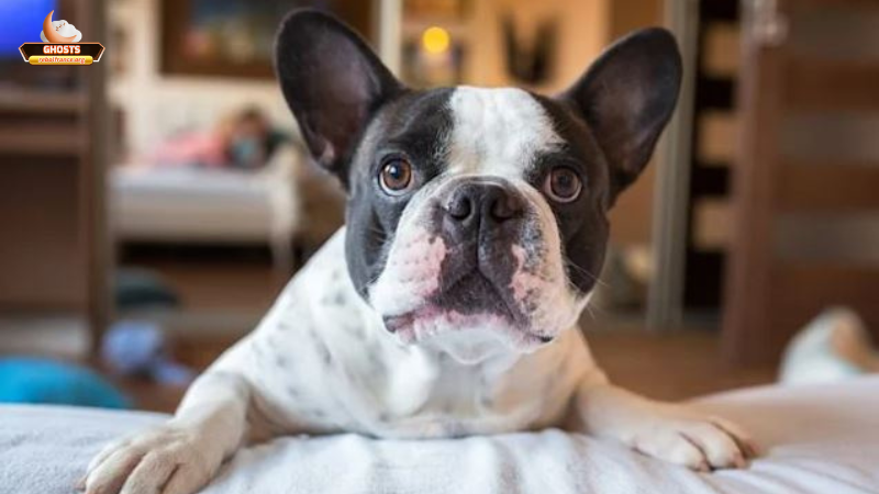 Những trường hợp đặc biệt khi mơ thấy chó hồng và cách ứng xử phù hợp