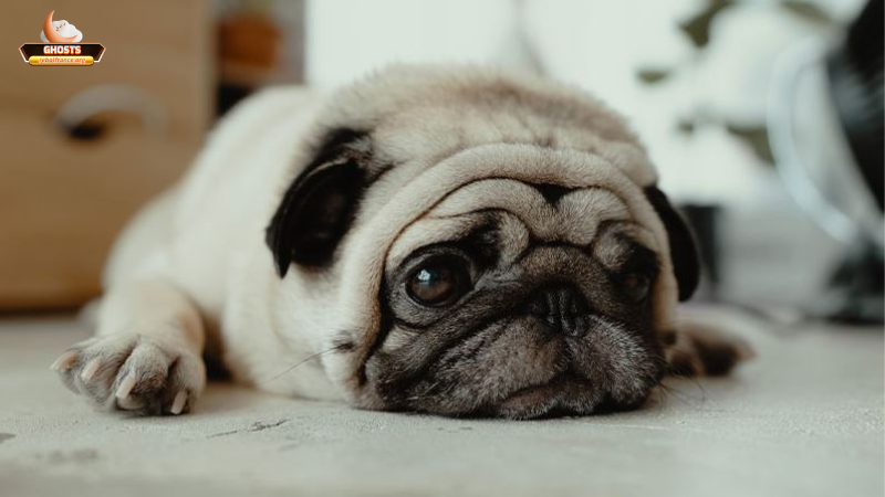 Mơ thấy chó khóc là điềm gì? Giải mã chi tiết dưới góc nhìn tâm linh 