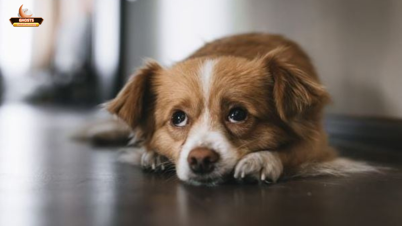 Những con số, điềm báo và mẹo hóa giải khi mơ thấy chó tham gia đám tang