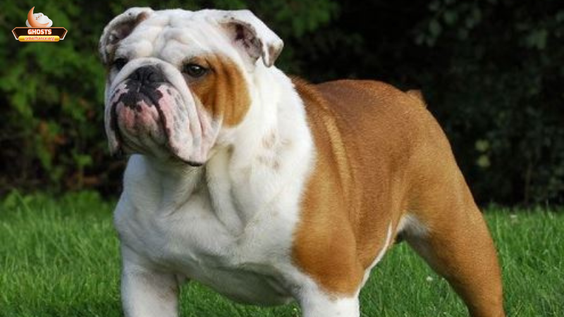 Giải mã chi tiết các trường hợp mơ thấy chó xanh